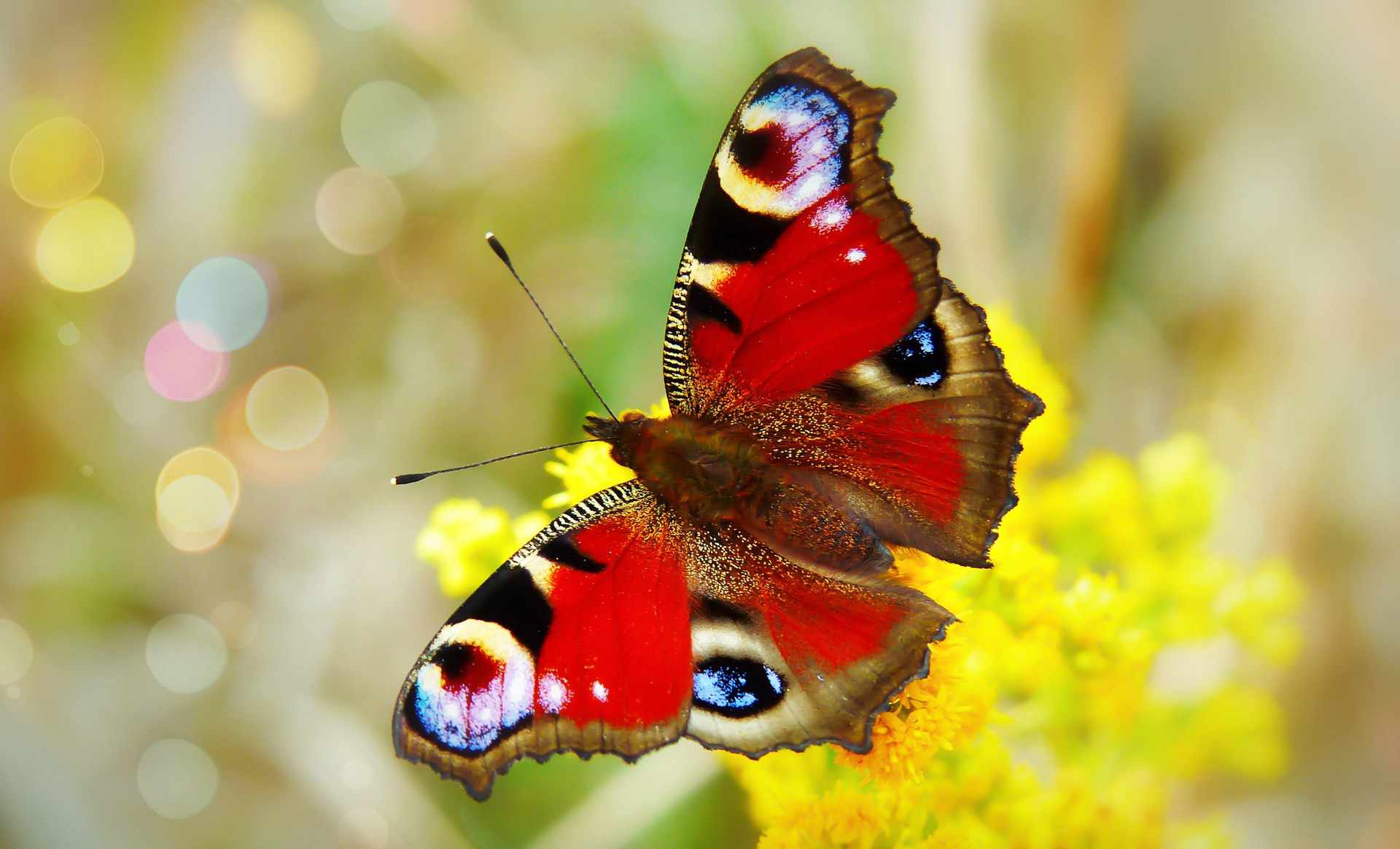 53-fascynuj-ce-ciekawostki-o-motylach-fajne-podr-e