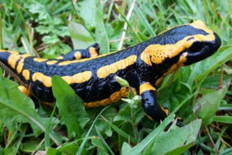 Salamandra - Ciekawostki, Informacje i Fakty