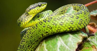 zielony wąż