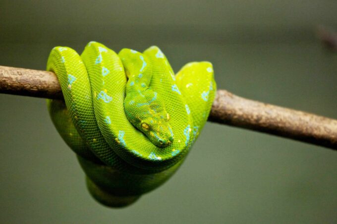 zielony wąż na gałęzi