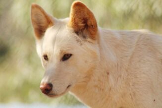 12 ciekawostek na temat dingo