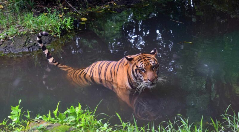 Tygrys Balijski