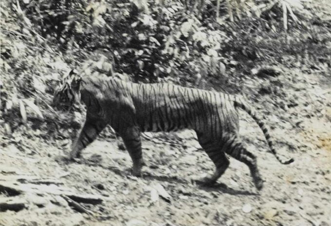 Tygrys Jawajski