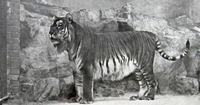 Tygrys Kaspijski