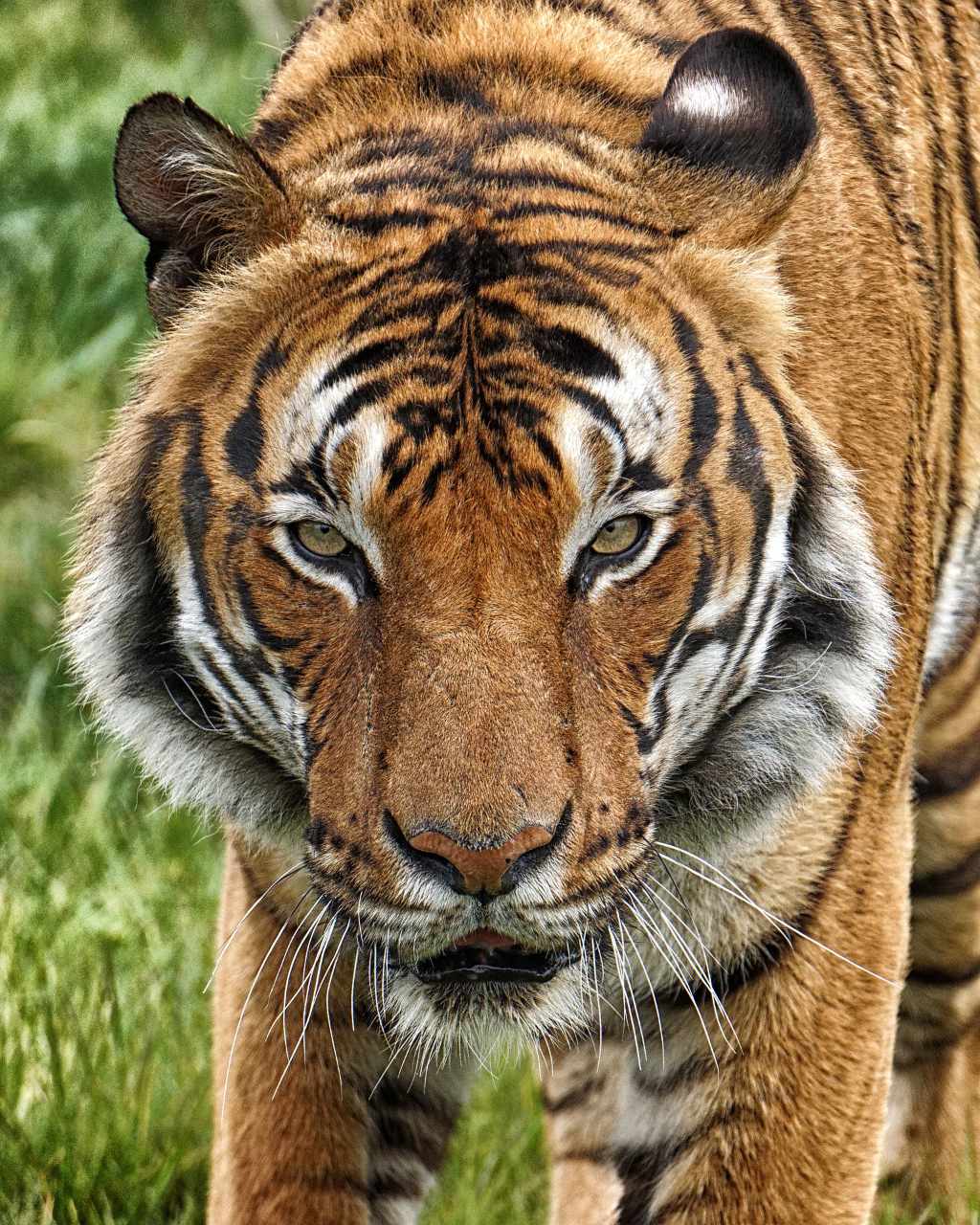 tygrys-malajski-ciekawostki-fakty-oraz-informacje-fajne-podr-e
