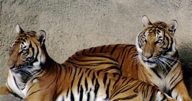 tygrys indochiński