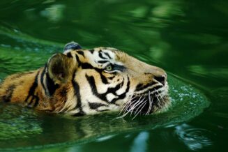 Tygrys Malajski ð Ciekawostki, fakty oraz informacje