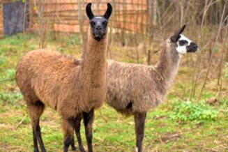 Ciekawostki, fakty oraz informacje o lamach