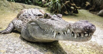duży krokodyl
