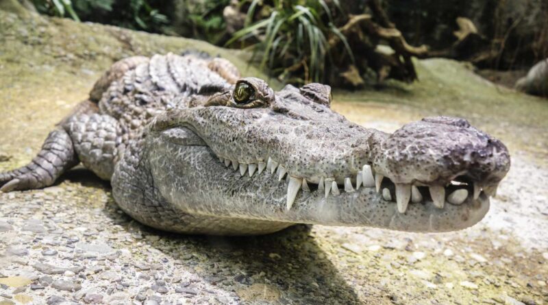 duży krokodyl
