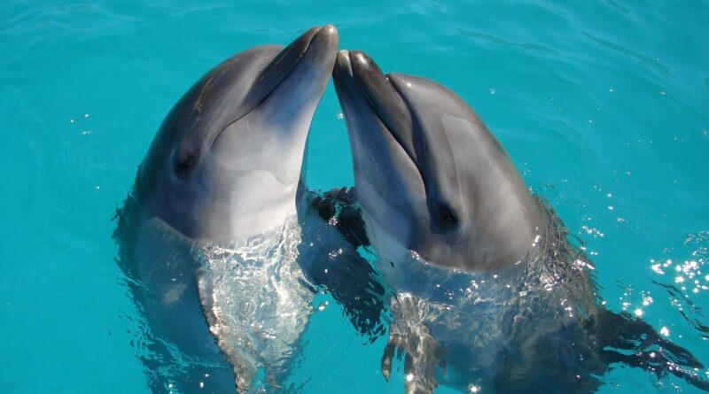 2 delfiny