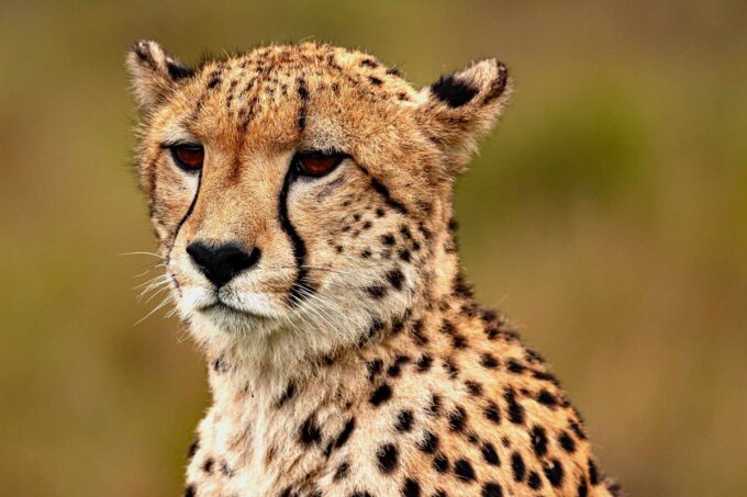 głowa geparda