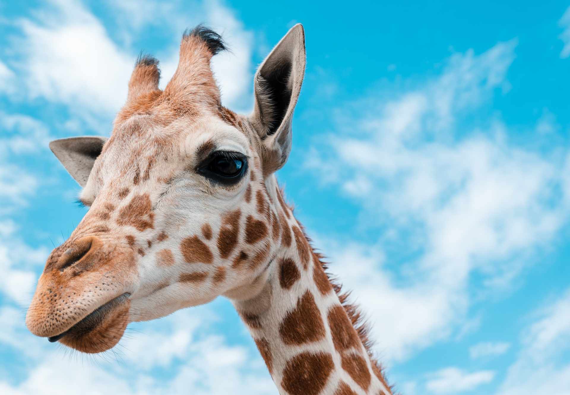 Ile Kręgów Szyjnych Ma żyrafa 10 ciekawostek o żyrafach dla dzieci - Fajne Podróże