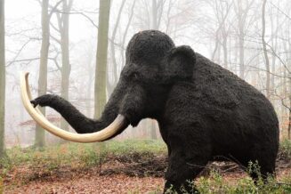 Mamuty - 10 informacji i ciekawostek o mamutach