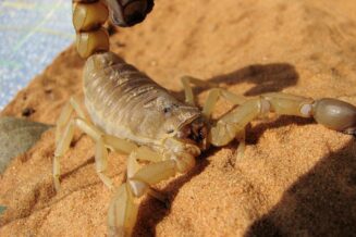 10 Zaskakujących Ciekawostek dla Dzieci o Skorpionach