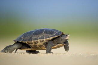 10 intrygujących ciekawostek dla dzieci o żółwiach