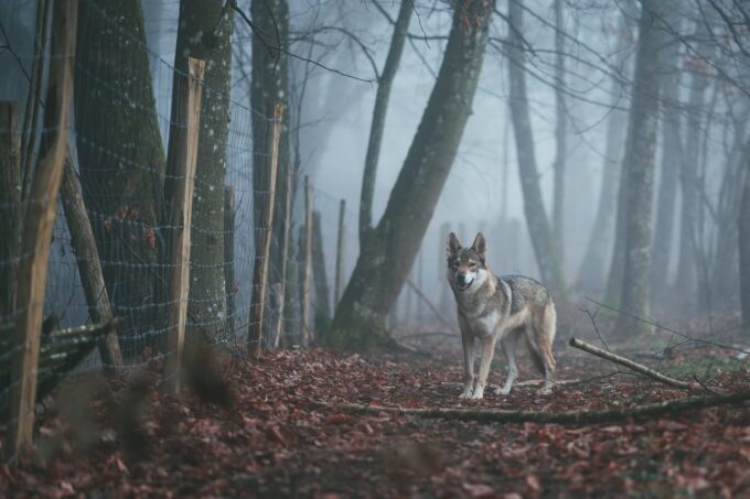 wilk w lesie