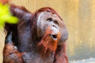 Orangutany - Interesujące Ciekawostki, Informacje, Fakty