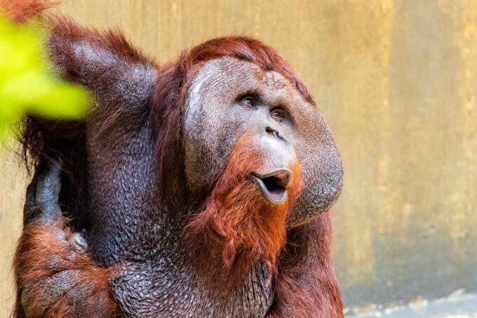 twarz orangutana