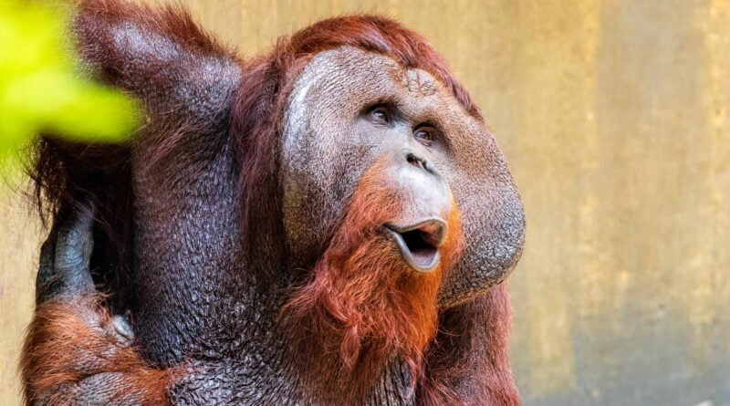 twarz orangutana