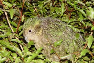 Fascynujące ciekawostki dla dzieci o Kakapo