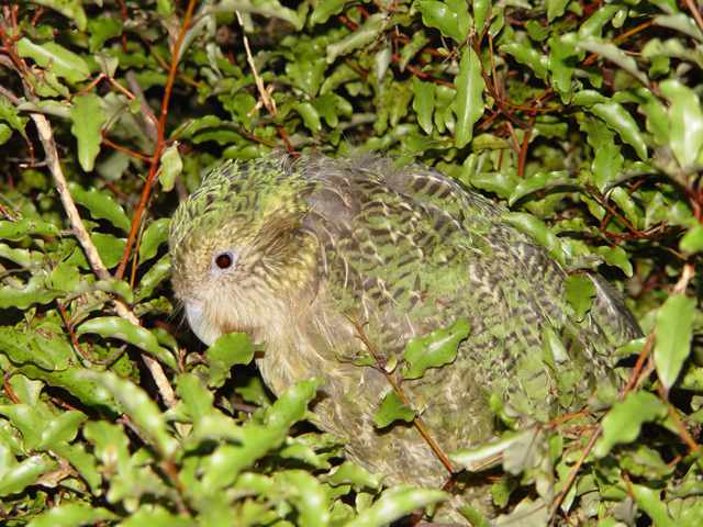 kakapo