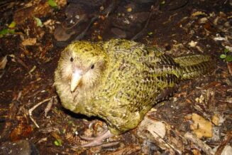 Intrygujące ciekawostki o Kakapo
