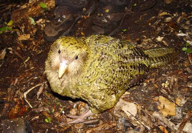 papuga kakapo