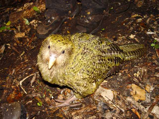 papuga kakapo