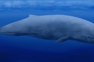 Niesamowite ciekawostki dla dzieci o Wielorybach