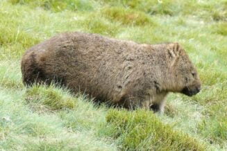 10 Interesujących ciekawostek dla dzieci o Wombatach