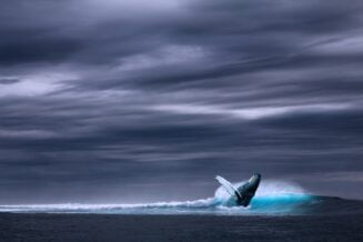 Płetwal błękitny - Ciekawostki, informacje, fakty