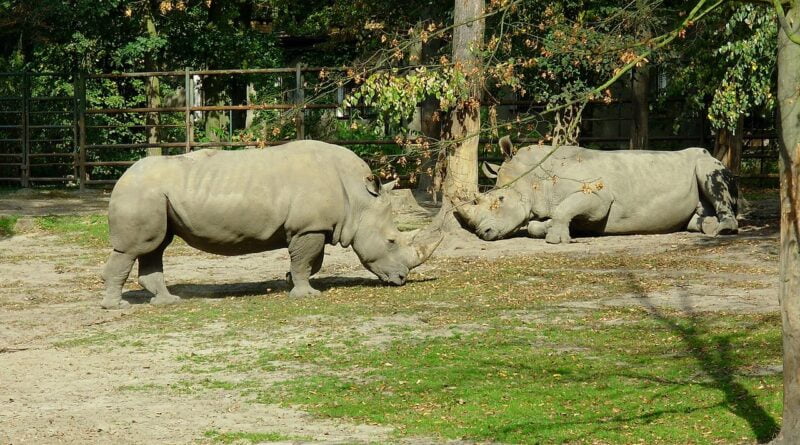 dwa nosorożce