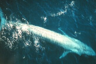 10 Interesujących Ciekawostek o Płetwalu