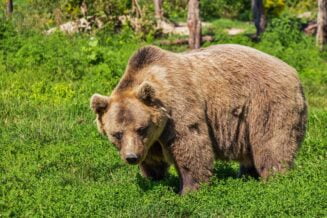 Fascynujące Ciekawostki dla Dzieci o Niedźwiedziach