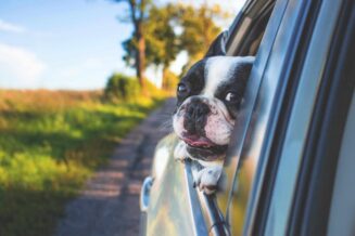 Podróż z psem - na co warto zwrócić uwagę