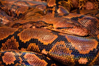 15 ciekawostek o największych wężach świata