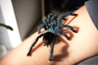 15 fascynujących ciekawostek o największych pająkach świata
