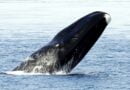 Wieloryb grenlandzki