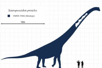 10 Największych i Najcięższych Dinozaurów