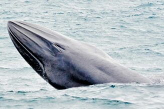 Płetwal Bryde'a - najważniejsze informacje i ciekawostki