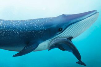 10 Największych Wielorybów na Świecie