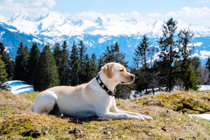 Labrador Retriever w górach