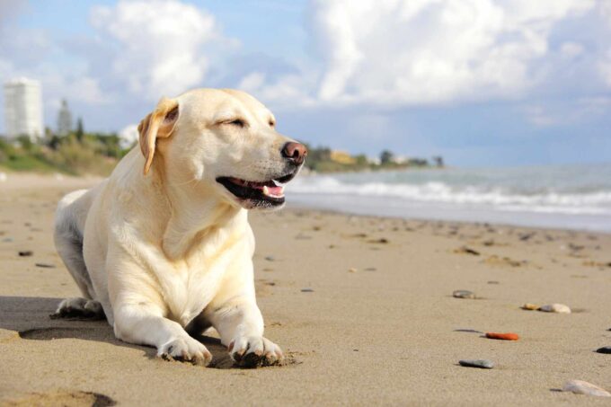 Labrador na plaży