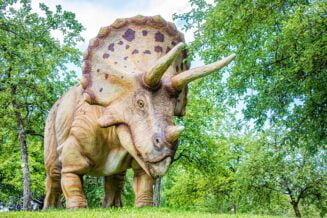 15 Intrygujących Ciekawostek o Triceratopsie