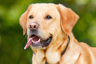 Labrador Retriever - Ciekawostki, Informacje i Fakty