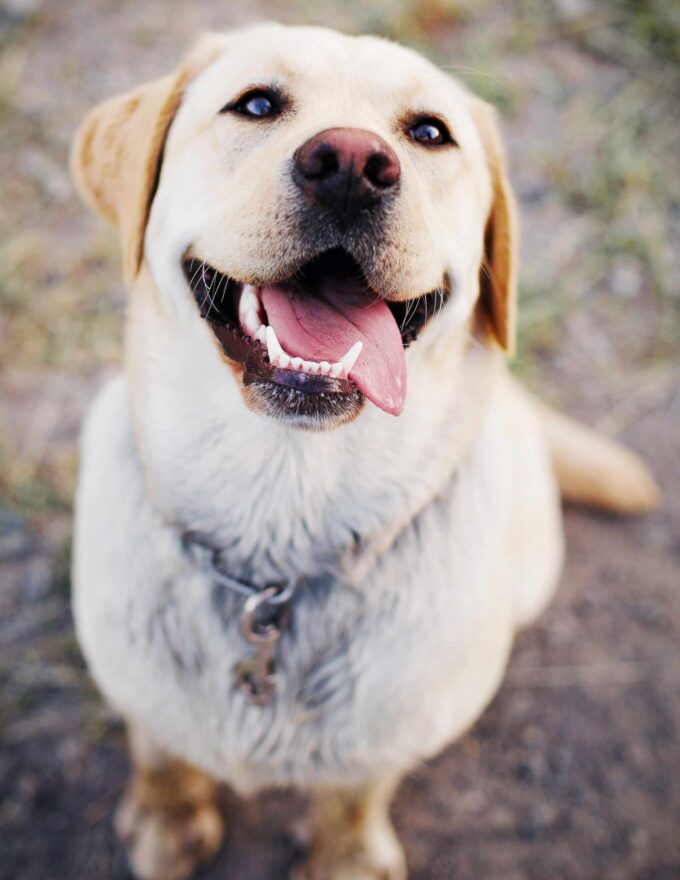 szczęśliwy pies