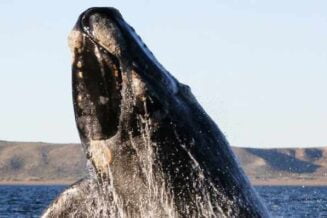 Wieloryb Biskajski Południowy - 10 Ciekawostek