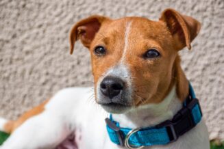 Jack Russell Terrier – charakterystyka, opis, żywienie i cena