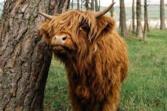 35 Ciekawostek o Szkockich Krowach